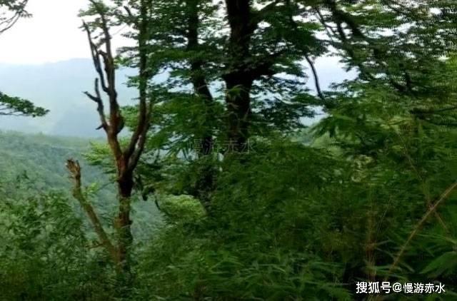 救援小老鼠